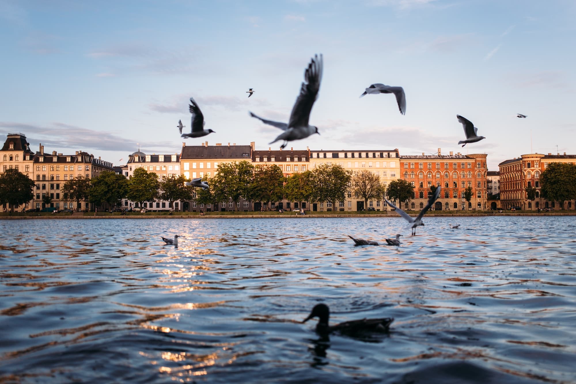 Copenhagen Birds on the Canal